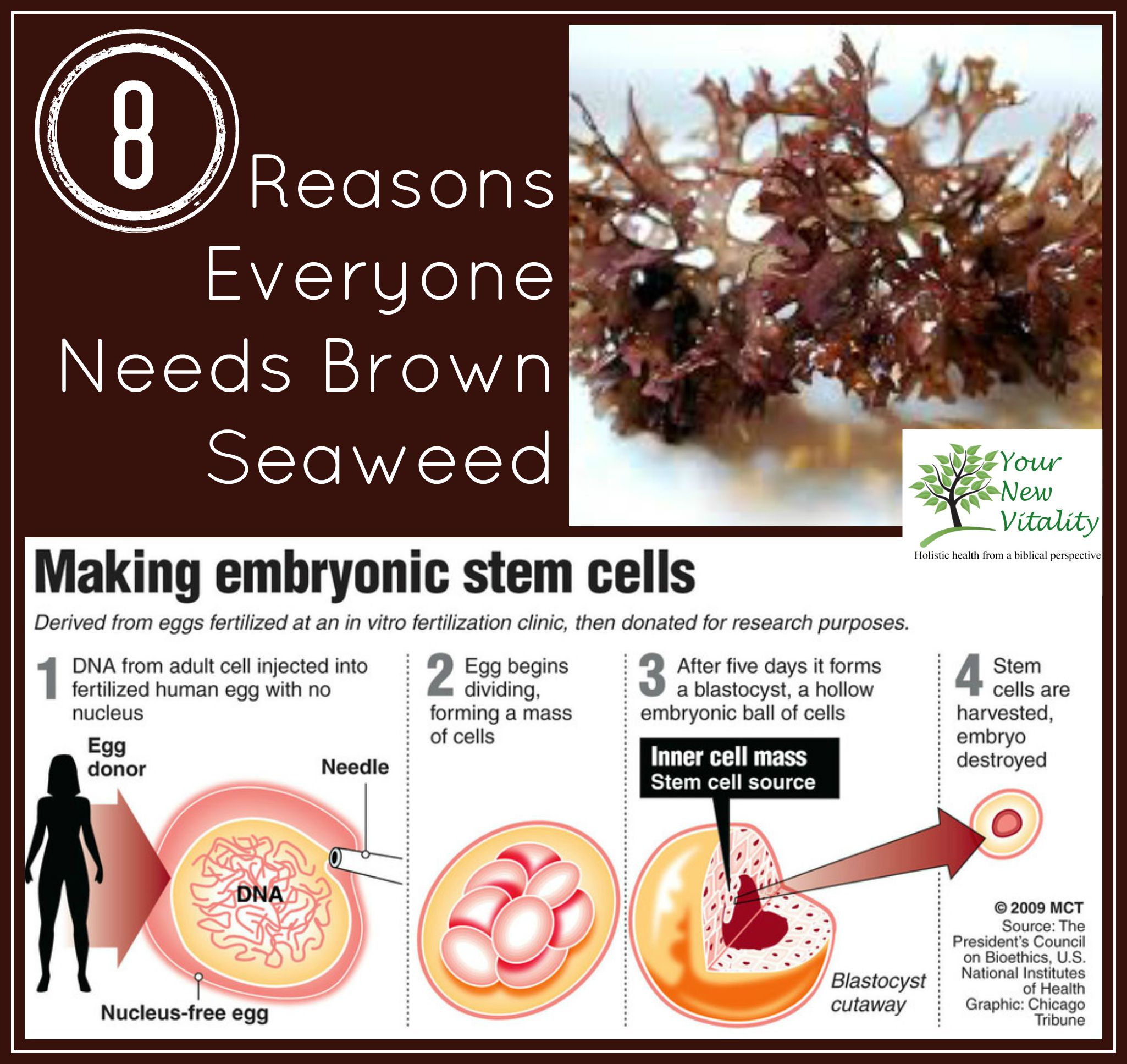 8 Reaons Everyone Needs Brown Seaweed