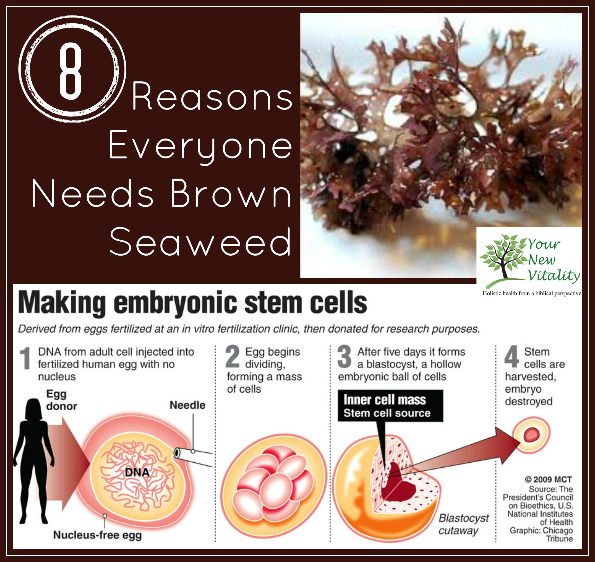 8 Reasons Everyone Needs Brown Seaweed