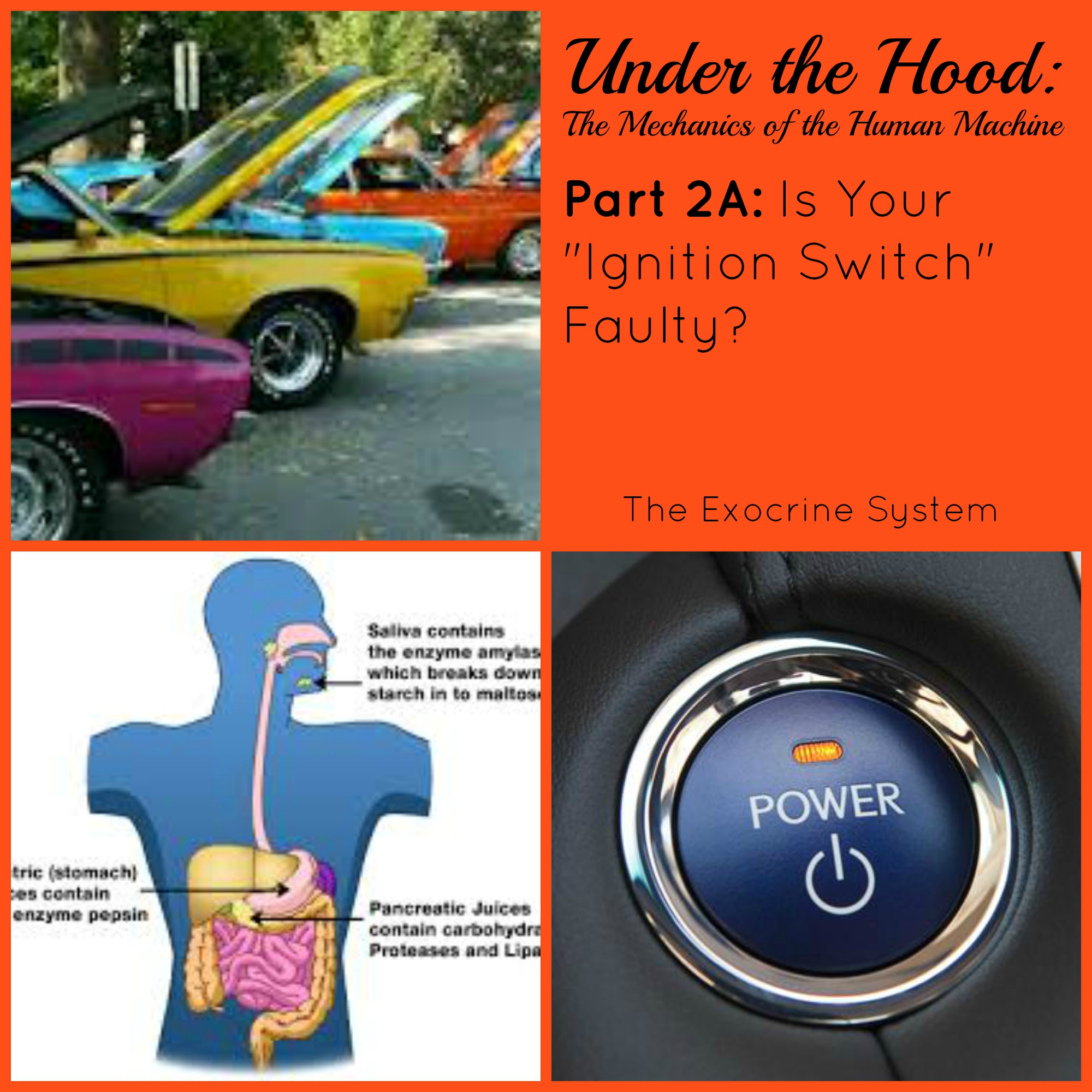 Under the Hood: The Mechanics of the Human Machine