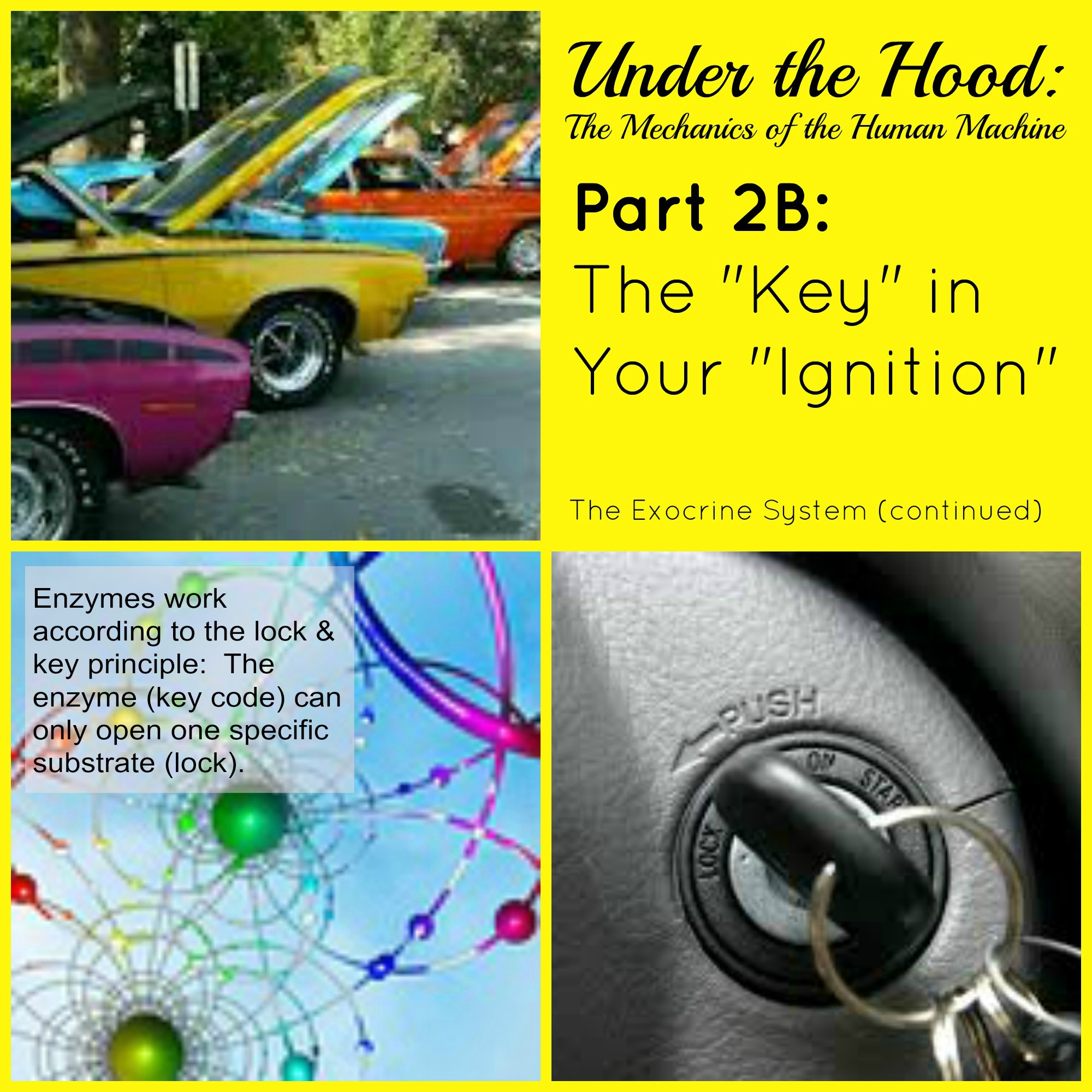 Under the Hood: The Mechanics of the Human Machine