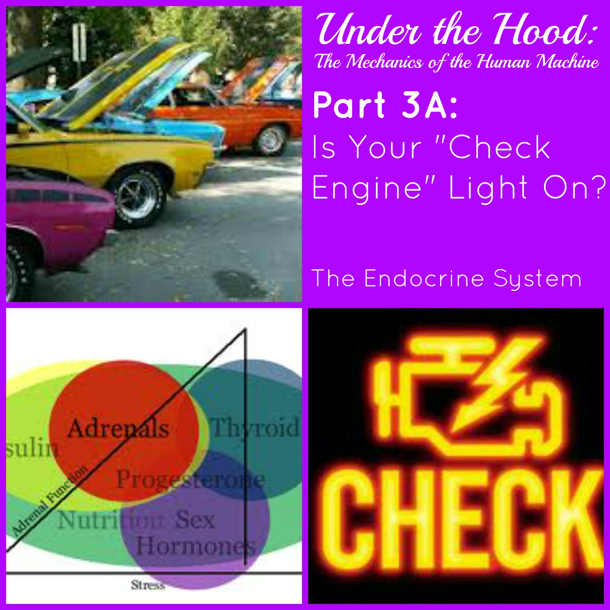 Under the Hood: The Mechanics of the Human Machine