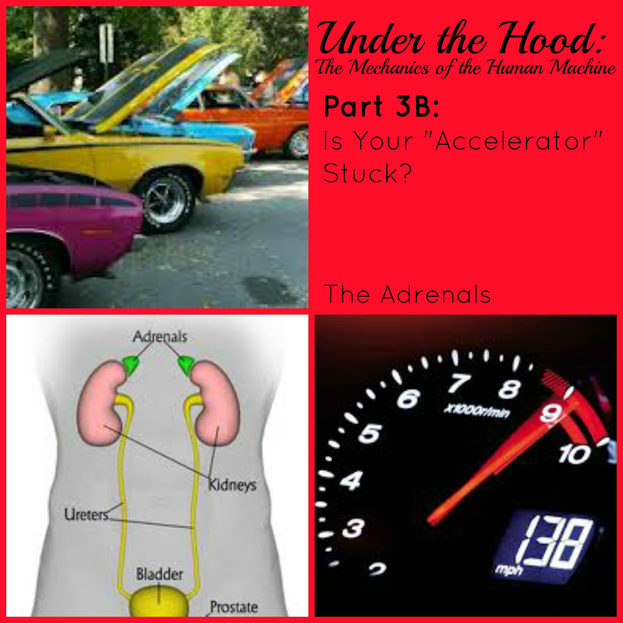 Under the Hood: The Mechanics of the Human Machine