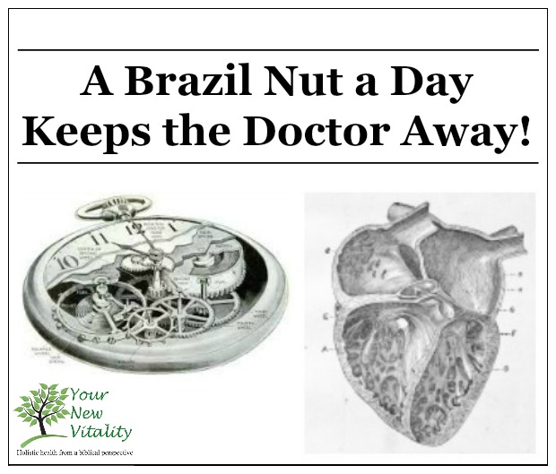 A Brazil Nut a Day Keeps the Doctor Away!