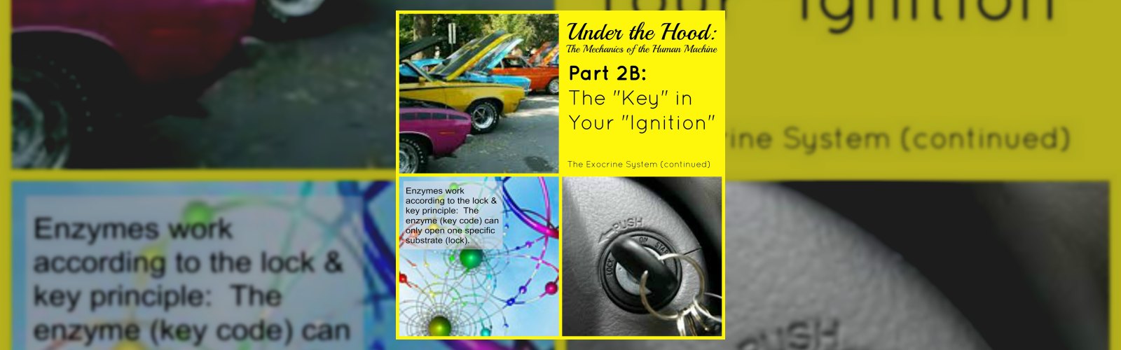 Under the Hood: The Mechanics of the Human Machine