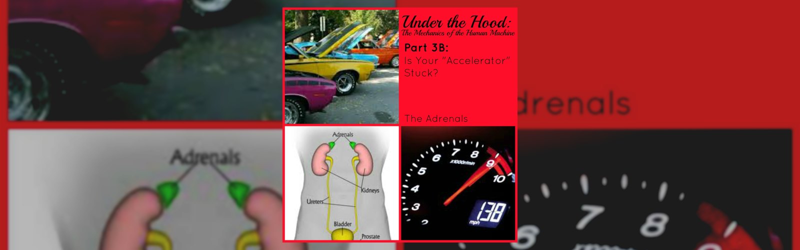 Under the Hood: The Mechanics of the Human Machine