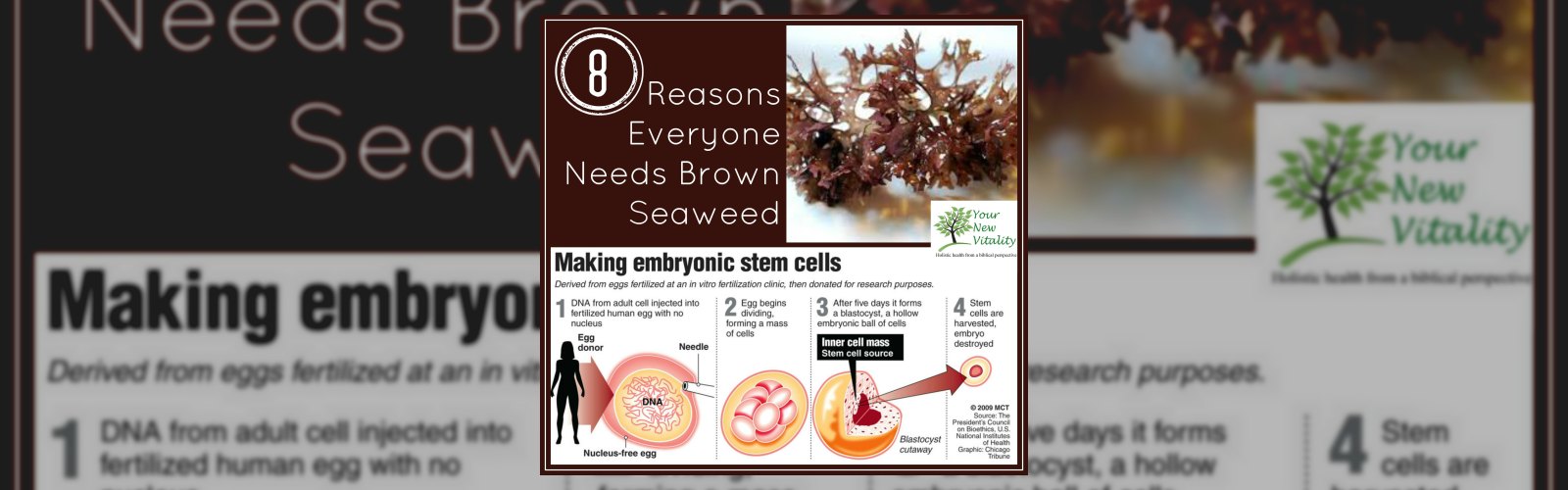 8 Reasons Everyone Needs Brown Seaweed