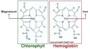 chlorophyll vs. blood